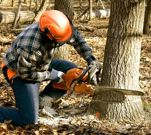 Tree Removal in Godwin, NC